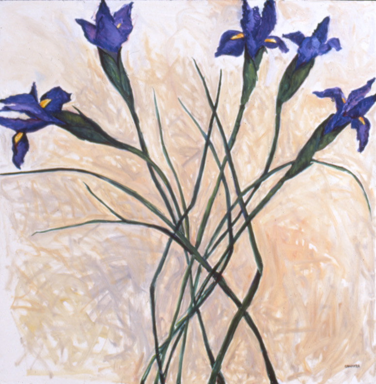 Emerging Irises 2