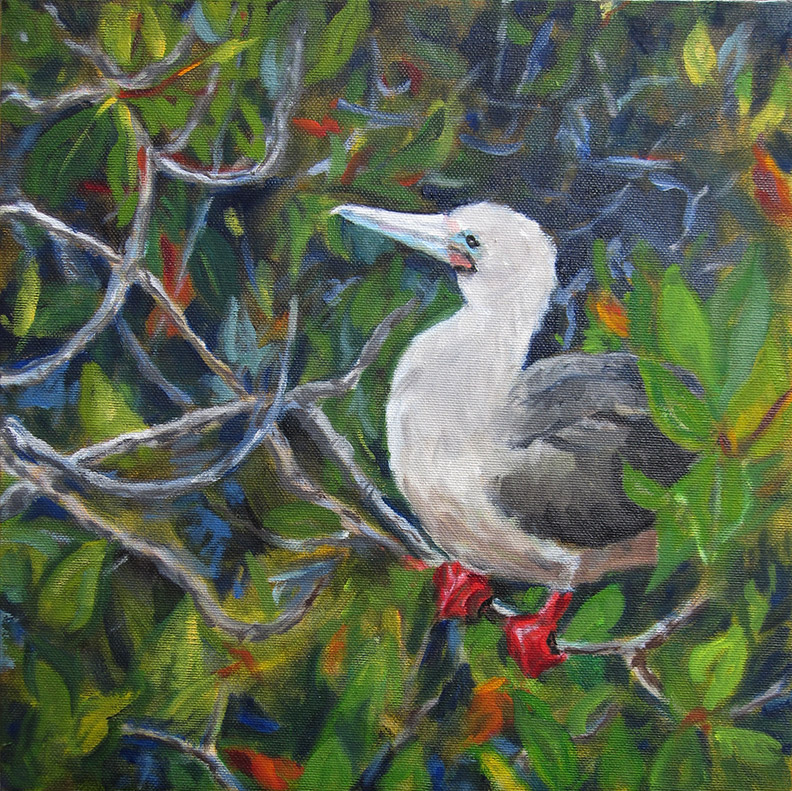 Mary Jo painting, Red Footed Booby, Galápagos Islands